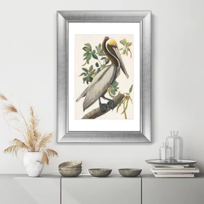 Постер American Brown Pelican 51X71 CM 3