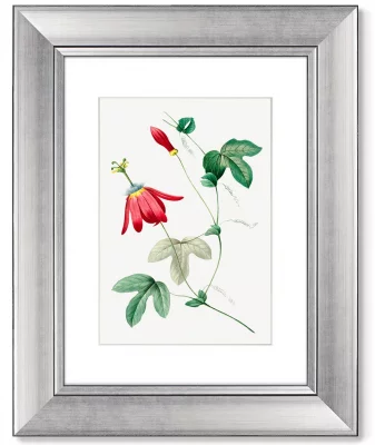 Диптих Antique plants drawn 41X51 / 41X51 CM 3