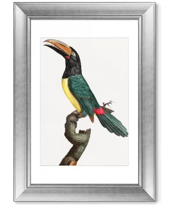 Диптих Black-necked Aracari 51X71 / 51X71 CM 4