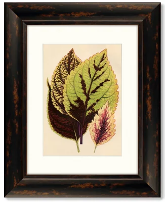 Диптих Botanical Leaf Dracaena 41X51 / 41X51 CM 3