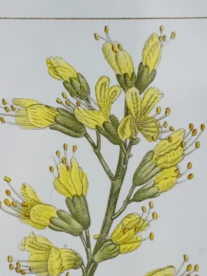 Комплект из двух постеров Flora 50X70 / 50X70 CM 14