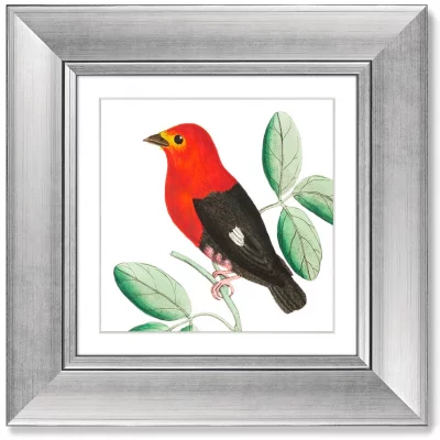 Диптих Red & Black manakins 36X36 / 36X36 CM  4