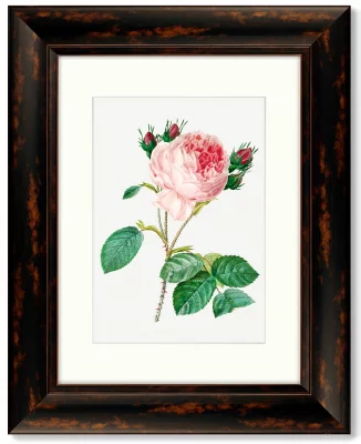 Диптих Antique plants drawn 41X51 / 41X51 CM 4