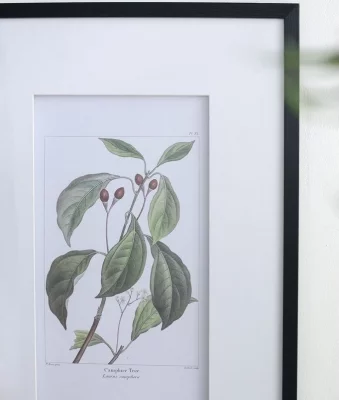 Комплект из двух постеров Flora 50X70 / 50X70 CM 6