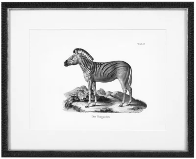 Постеры Historical Animals 54X44 / 54X44 / 54X44 / 54X44 / 54X44 / 54X44 CM 4