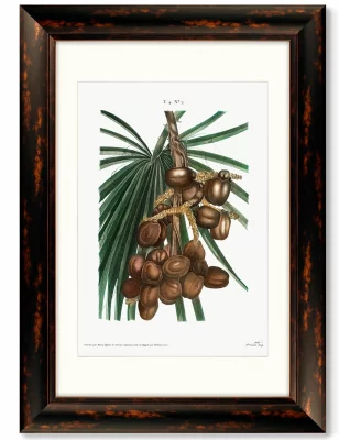 Диптих Date palm Phoenix dactylifera from Traité 51X71 /51X71 CM 3