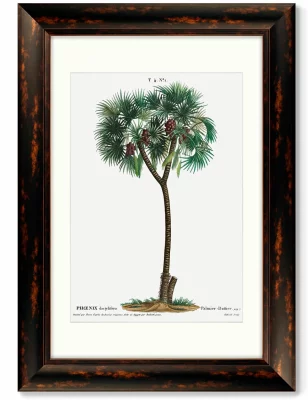 Диптих Date palm Phoenix dactylifera from Traité 51X71 /51X71 CM 4