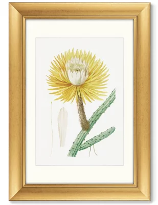 Диптих Antique plants drawn 51X71 / 51X71 CM 3