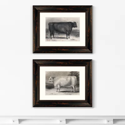 Диптих A Devon bull 51X41 / 51X41 CM 4