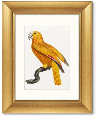 Диптих The Parrot of Paradise 41X51 / 41X51 CM 4