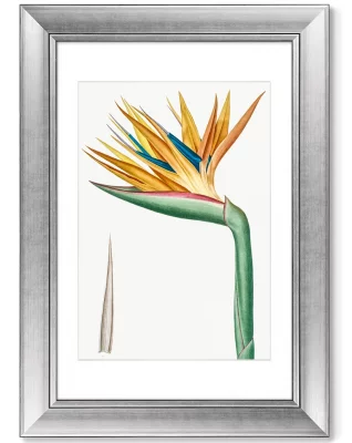 Диптих Les liliacées 51X71 / 51X71 CM 3