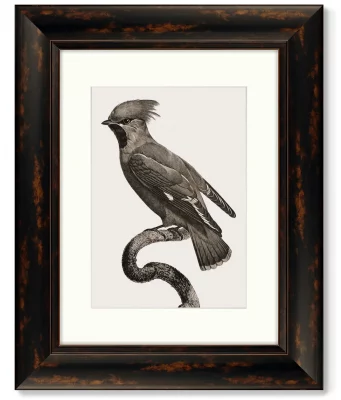 Набор из 4-х картин Guianan Cock-of-the-rock 41X51 / 41X51 / 41X51 / 41X51 CM 4