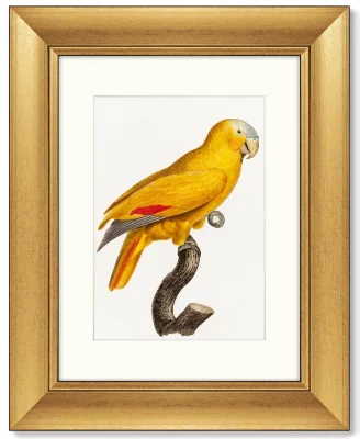 Диптих The Parrot of Paradise 41X51 / 41X51 CM 3