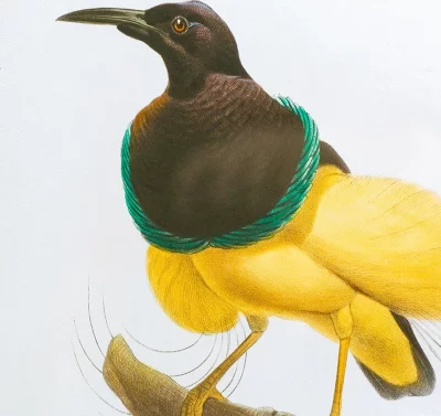 Комплект из двух постеров в раме Bird 50X70 / 50X70 CM 5