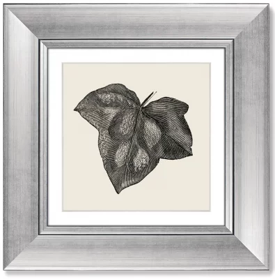 Диптих Rugosa from The Ivy 36X36 / 36X36 CM 3