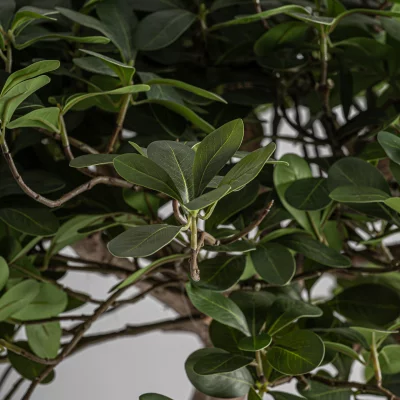 Искусственное растение Ficus 50X50X90 CM 3