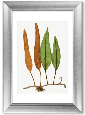 Диптих Platycerium Alcicorne 51X71 / 51X71 CM 4