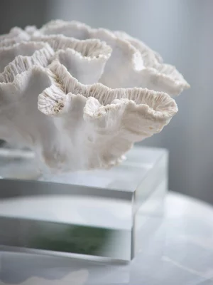 Декор Coral 23X22X16 CM 12