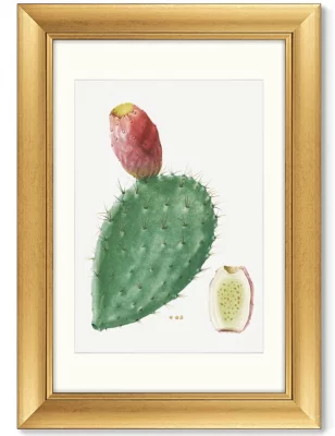 Диптих Cactus Opuntia Inermis 51X71 / 51X71 CM 4