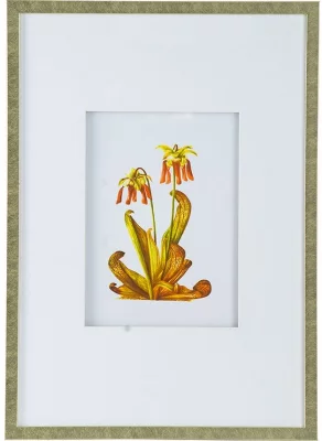 Комплект из 4 постеров Flora 50X70 / 50X70 / 50X70 / 50X70 CM 4