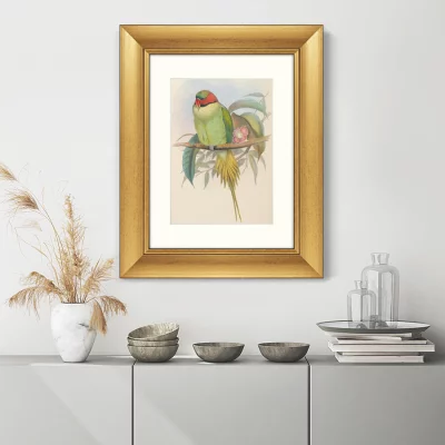 Постер Bonaparte's Parakeet 41X51 CM 3