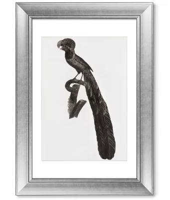 Диптих Magpie Birds of Paradise 51X71 / 51X71 CM 4