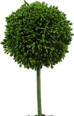 Декоративные растения Самшит, набор 3 предмета 27X9X24 CM 4