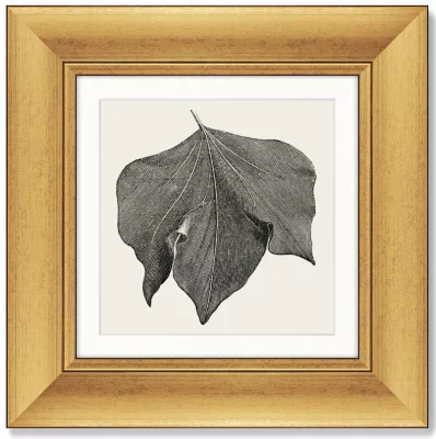 Набор из 4-х картин The Ivy leaves 36X36 / 36X36 / 36X36 / 36X36 CM 4