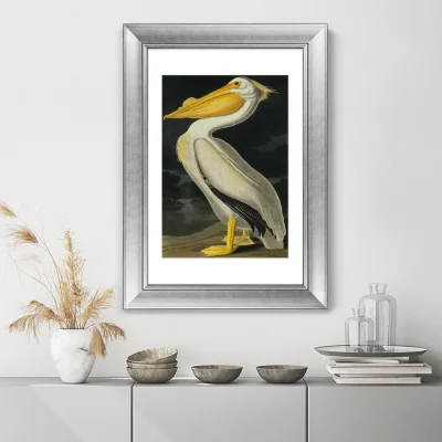 Постер American White Pelican 51X71 CM 3