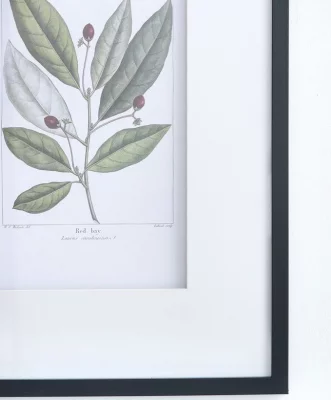Комплект из двух постеров Flora 50X70 / 50X70 CM 7