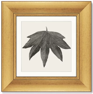 Набор из 4-х картин The Ivy leaves 36X36 / 36X36 / 36X36 / 36X36 CM 5