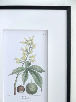 Комплект из двух постеров Flora 50X70 / 50X70 CM 3