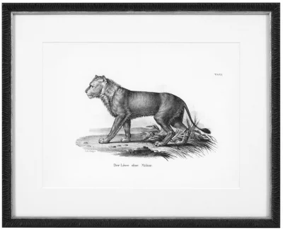 Постеры Historical Animals 54X44 / 54X44 / 54X44 / 54X44 / 54X44 / 54X44 CM 7