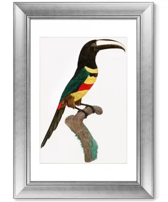 Диптих Black-necked Aracari 51X71 / 51X71 CM 3