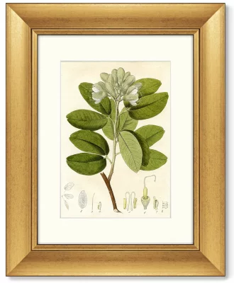 Диптих British Botanic Book 41X51 / 41X51 CM 3