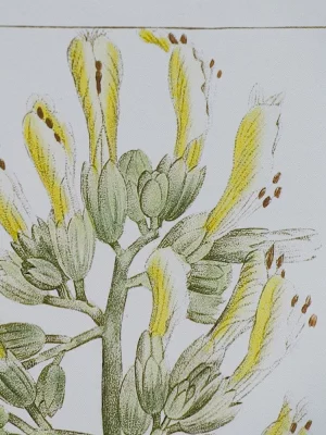 Комплект из двух постеров Flora 50X70 / 50X70 CM 15