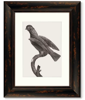Набор из 4-х картин Guianan Cock-of-the-rock 41X51 / 41X51 / 41X51 / 41X51 CM 6