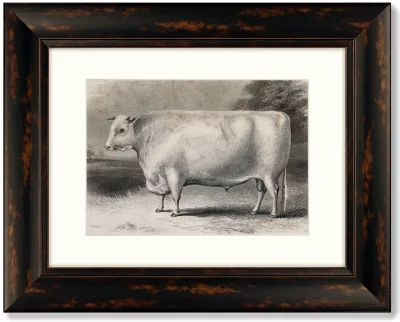 Диптих A Devon bull 51X41 / 51X41 CM 3