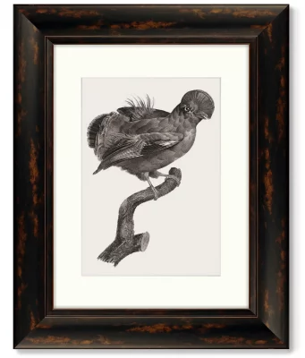 Набор из 4-х картин Guianan Cock-of-the-rock 41X51 / 41X51 / 41X51 / 41X51 CM 5