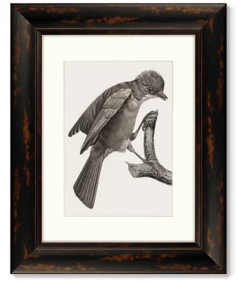 Набор из 4-х картин Guianan Cock-of-the-rock 41X51 / 41X51 / 41X51 / 41X51 CM 3