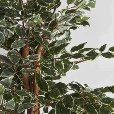 Искусственное растение Ficus 80X70X175 CM 3