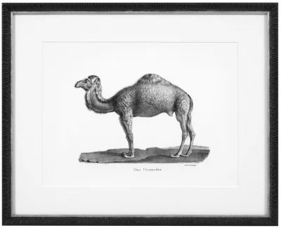 Постеры Historical Animals 54X44 / 54X44 / 54X44 / 54X44 / 54X44 / 54X44 CM 6