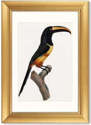 Диптих Beautiful toucans 51X71 / 51X71 CM 3