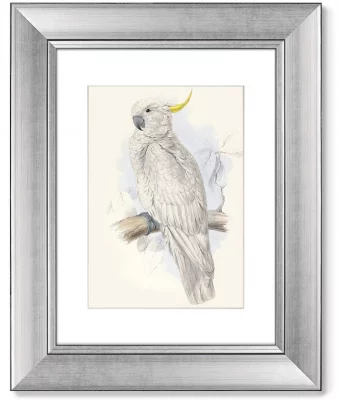 Диптих White cockatoo 41X51 / 41X51 CM 3