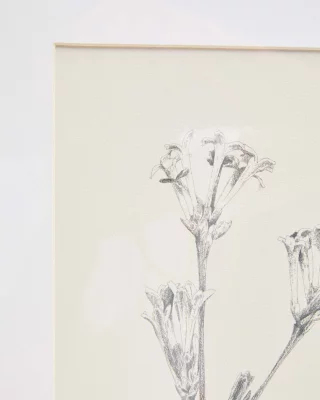 Картина с ботанической иллюстрацией Lirena 50X70 CM 5