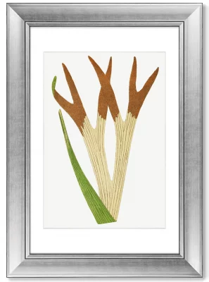 Диптих Platycerium Alcicorne 51X71 / 51X71 CM 3