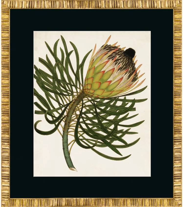 Постер Antique Protea 50X60 CM 1