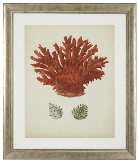 Постеры Antique Red Corals 68X58 / 68X58 / 68X58 / 68X58 / 68X58 / 68X58 CM 6