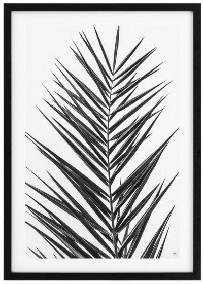 Постеры Palm Leaves 75X105 / 75X105 CM 3