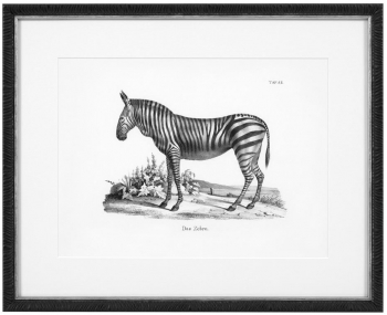 Постеры Historical Animals 54X44 / 54X44 / 54X44 / 54X44 / 54X44 / 54X44 CM